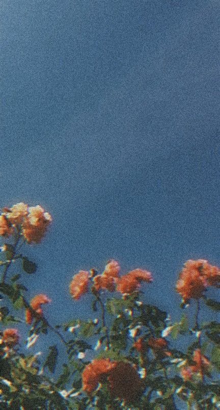 Rosas naranjas contra un cielo azul